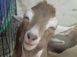 goatsmile