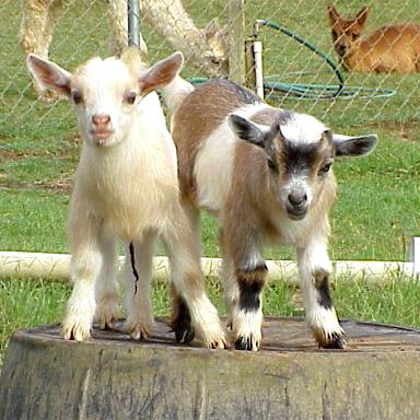 nigerian-dwarf-goat-juliesjungle-2795-20090409-331.jpg