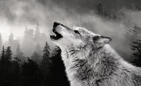 wolf